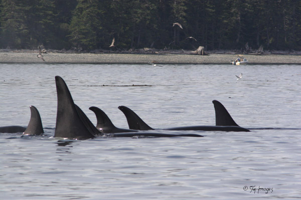 Photo of Orcinus orca by <a href="http://whalesanddolphinsbc.com/">Susan  Mackay</a>